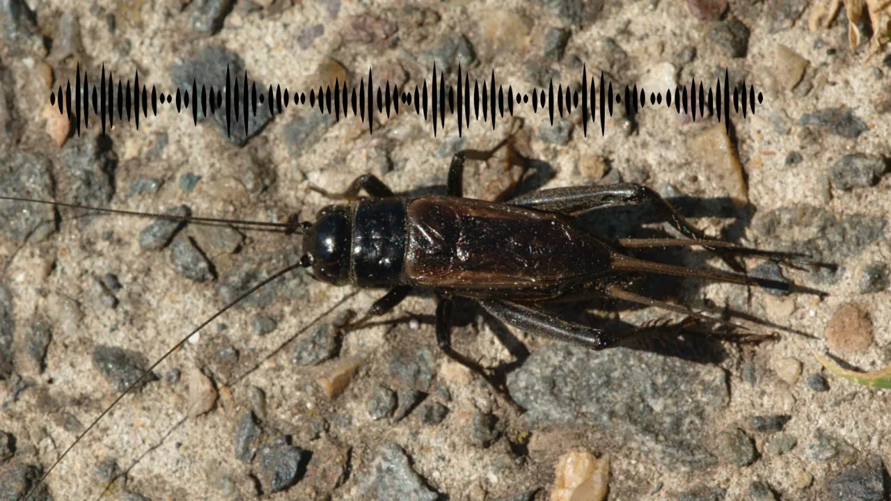 Cricket and soundwaves