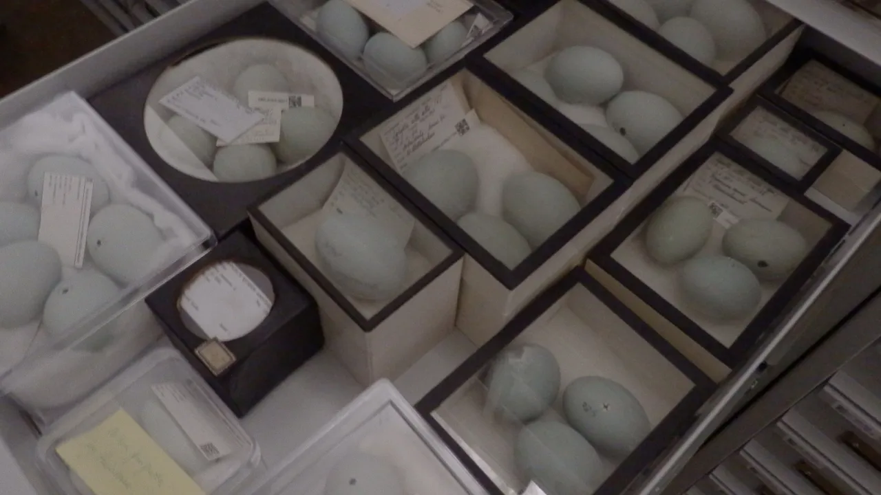 eierencollectie