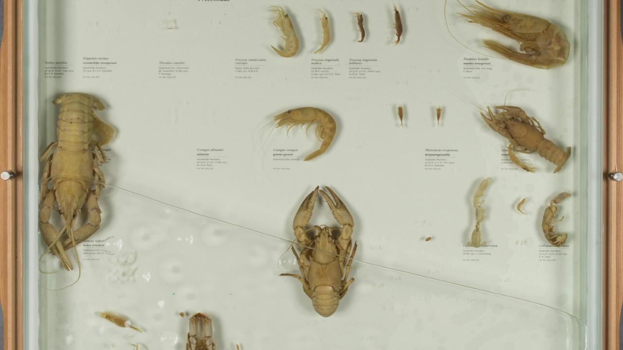crustaceans from the collection 