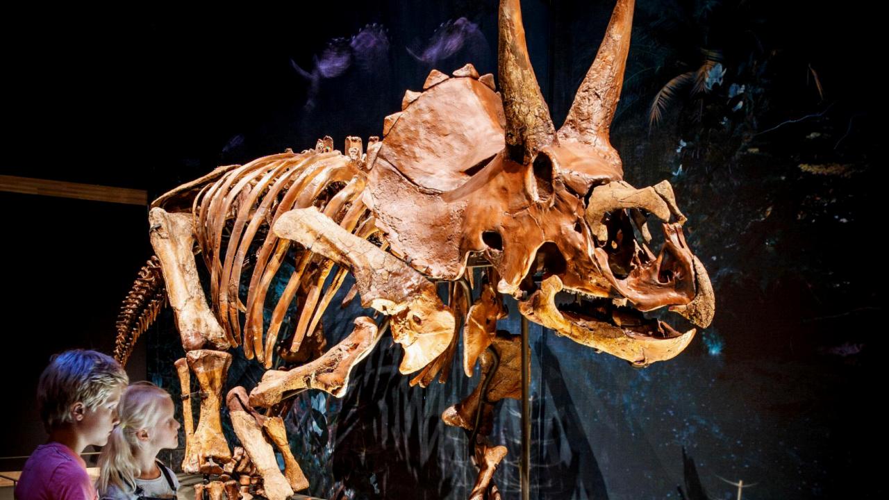 Een opgezette Triceratops in Naturalis