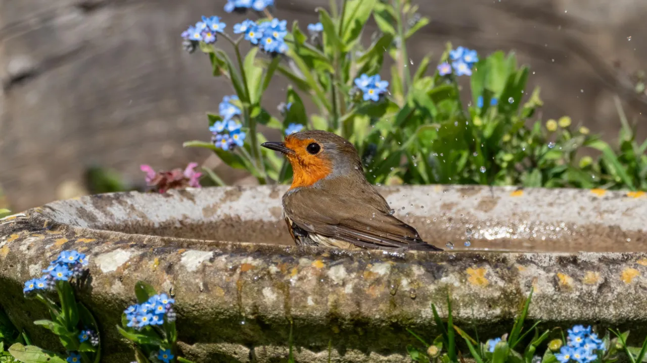 Roodborstje in een vogelbad 