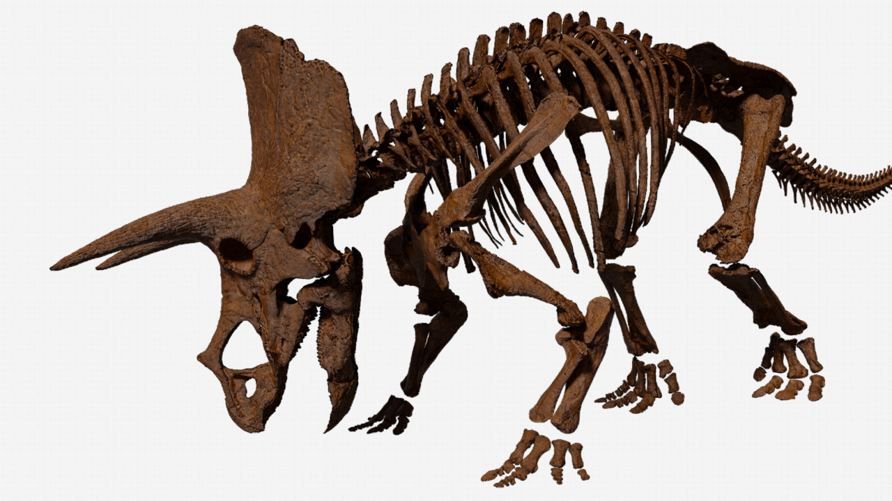 3D render van een Triceratops uit Wyoming USA