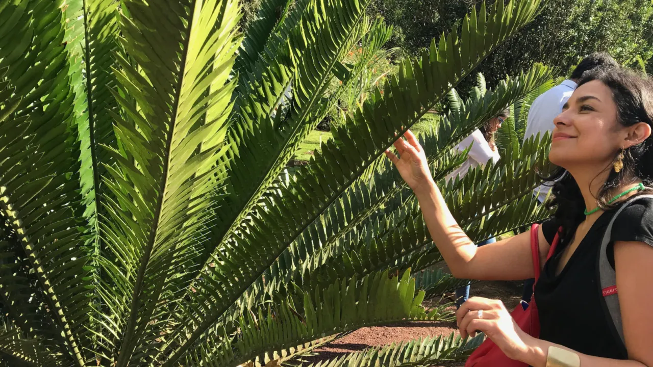 Dioon in een botanische tuin