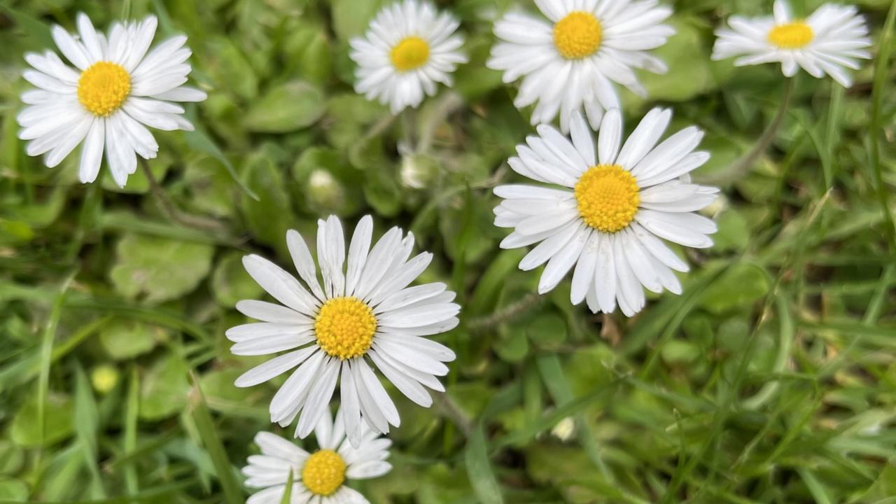 Bellis perennis of madeliefje