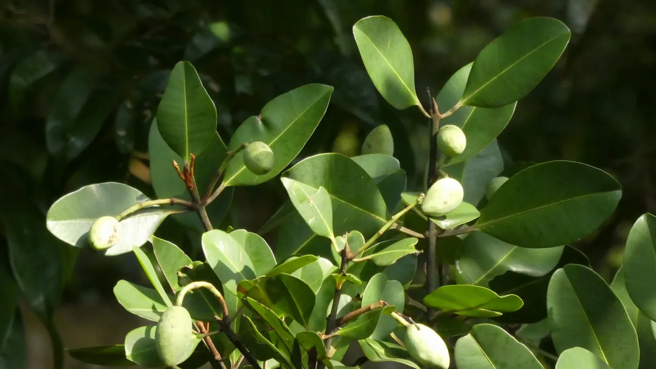 Photo of Calophyllum ferrugineum