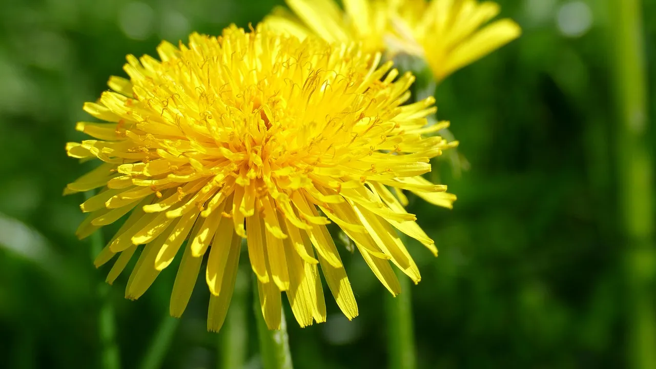 paardenbloem