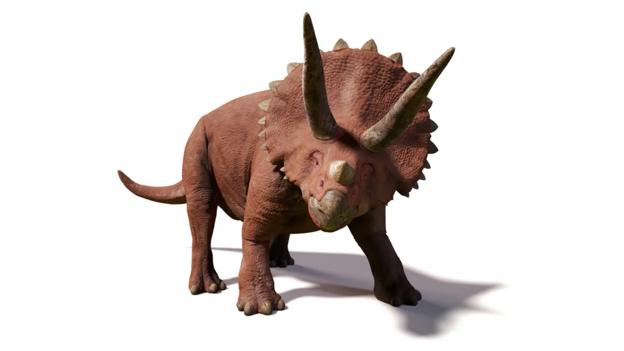 Triceratops witte achtergrond