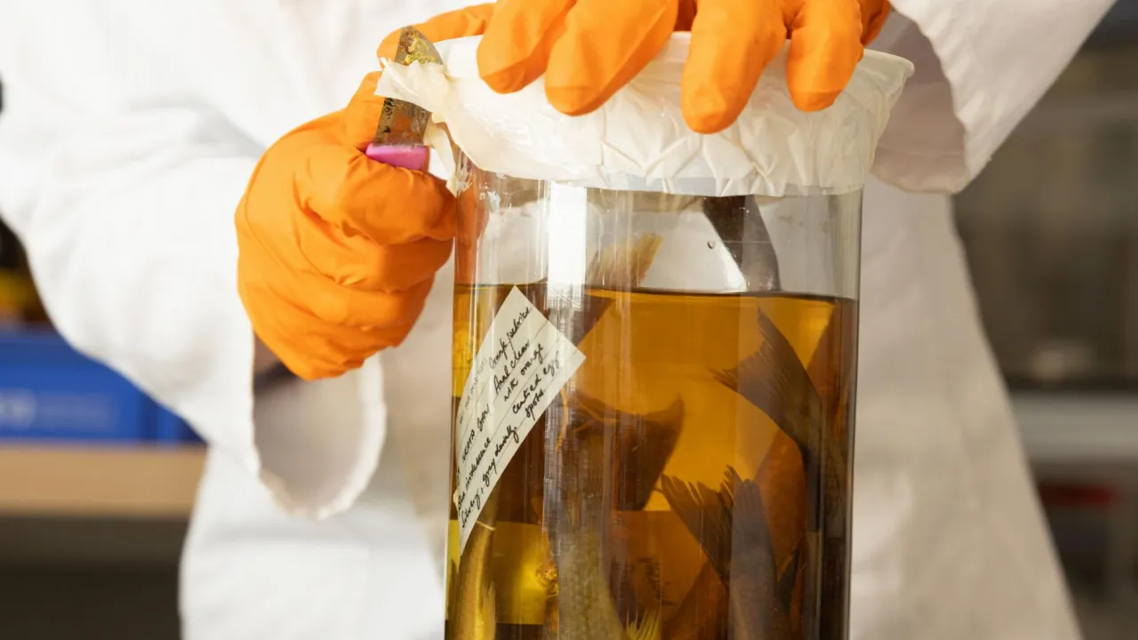 maintenance of a specimen in alcohol 