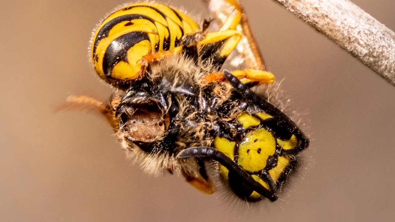 Duitse wesp met een prooi Vespula germanica 