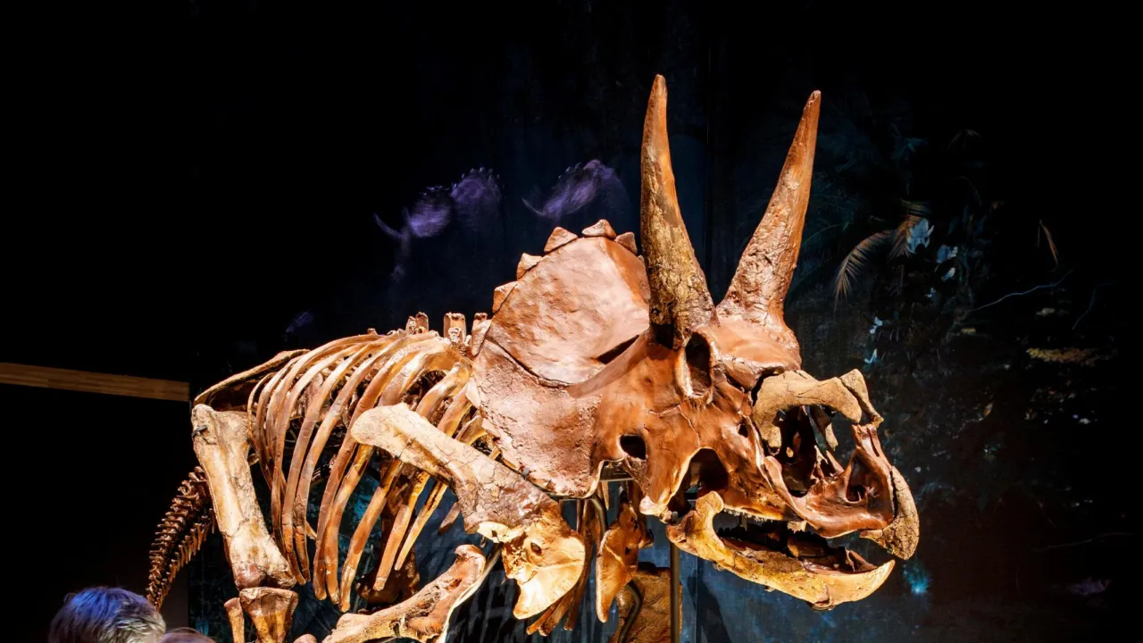 Triceratops 
