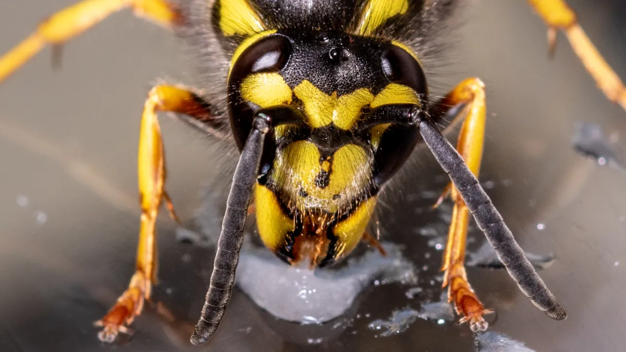 Verspula germanica 