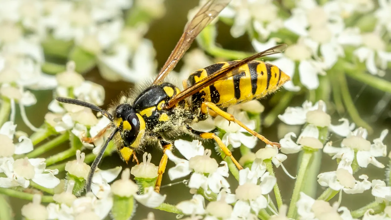 Duitse wesp Verspula germanica