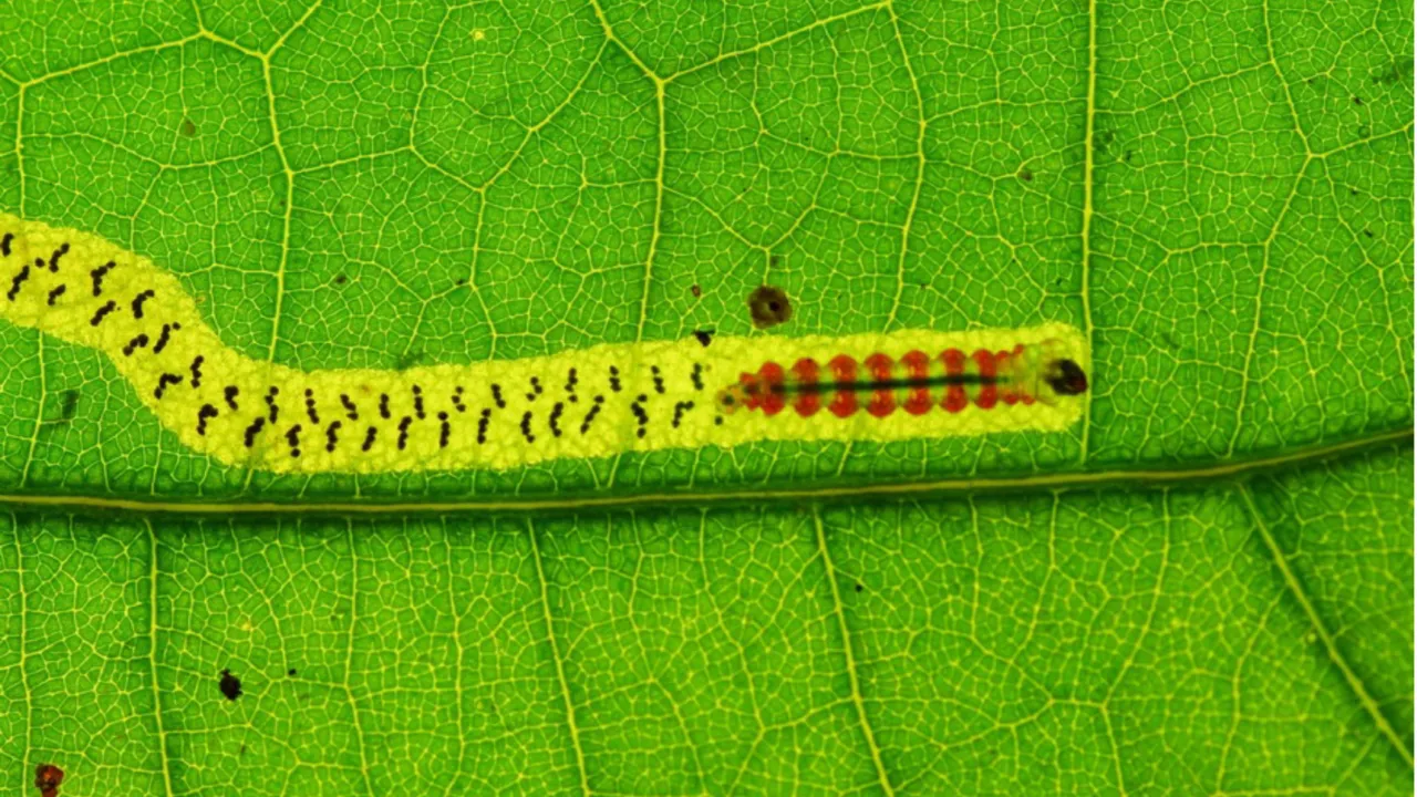 gall forming