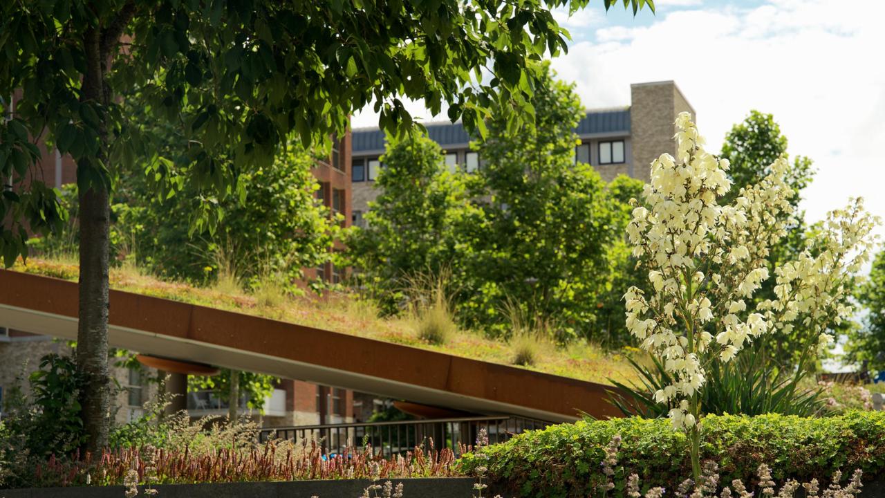 Natuurinclusief, groene stad, groene daken. (credits: Rene Notenbome)