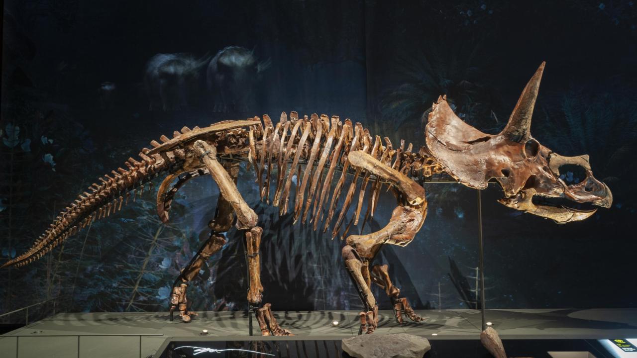triceratops in dinotijd
