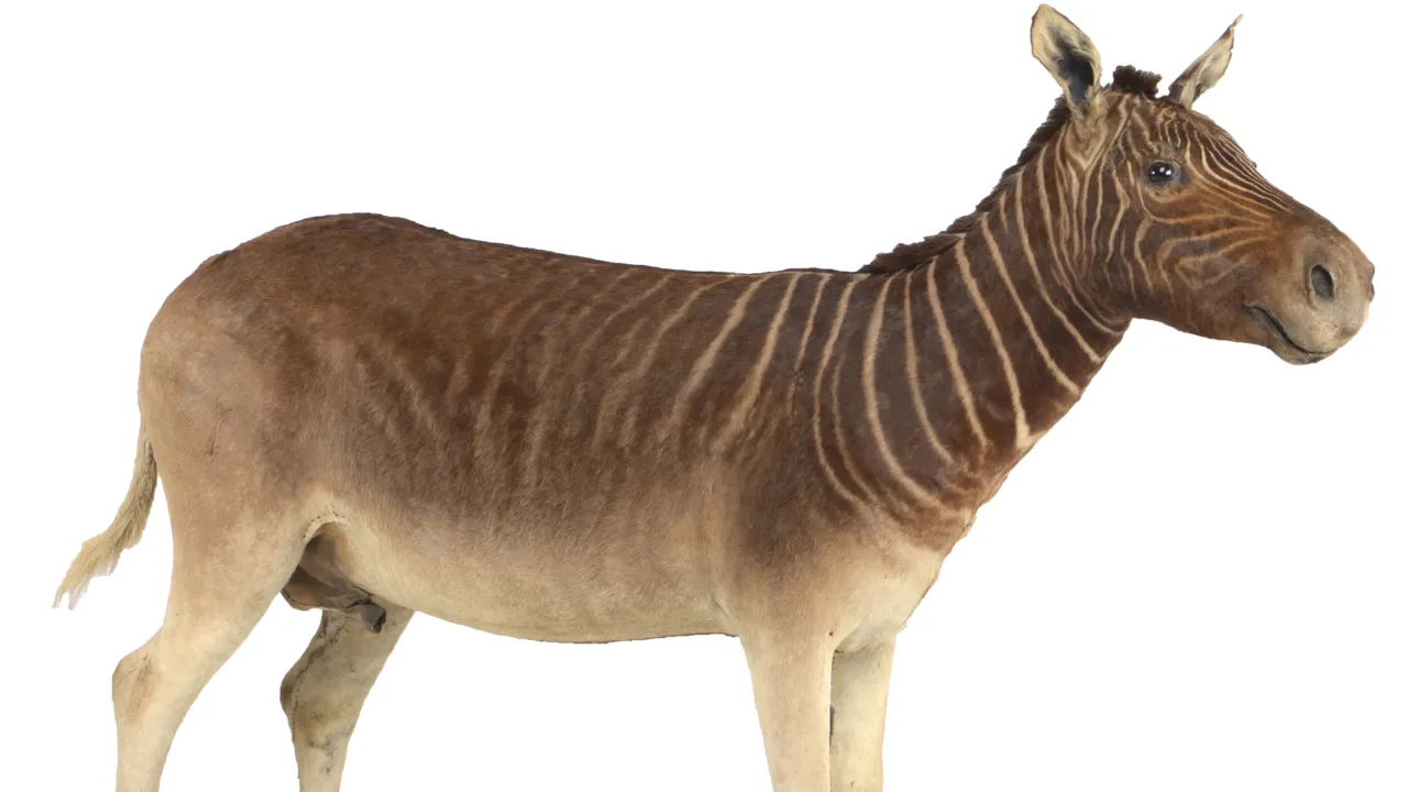 Quagga