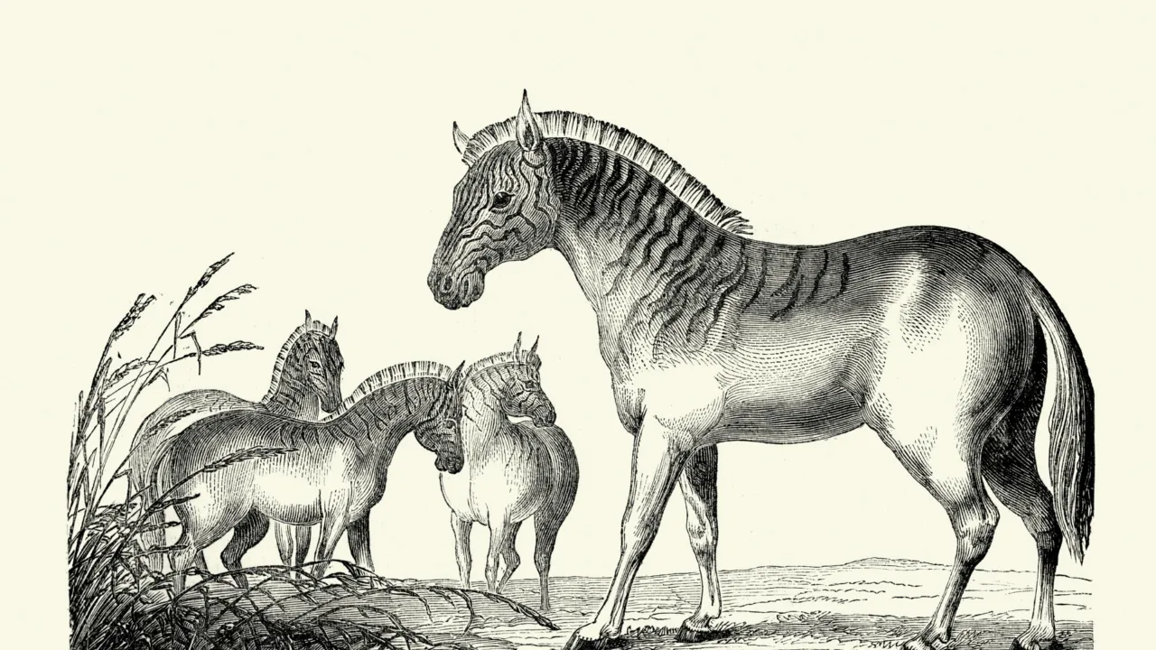 Illustratie van uitgestorven quagga 