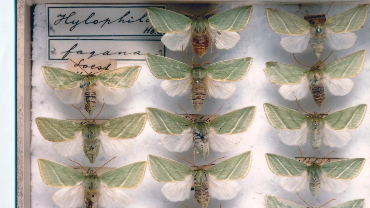 Lepidoptera | Naturalis