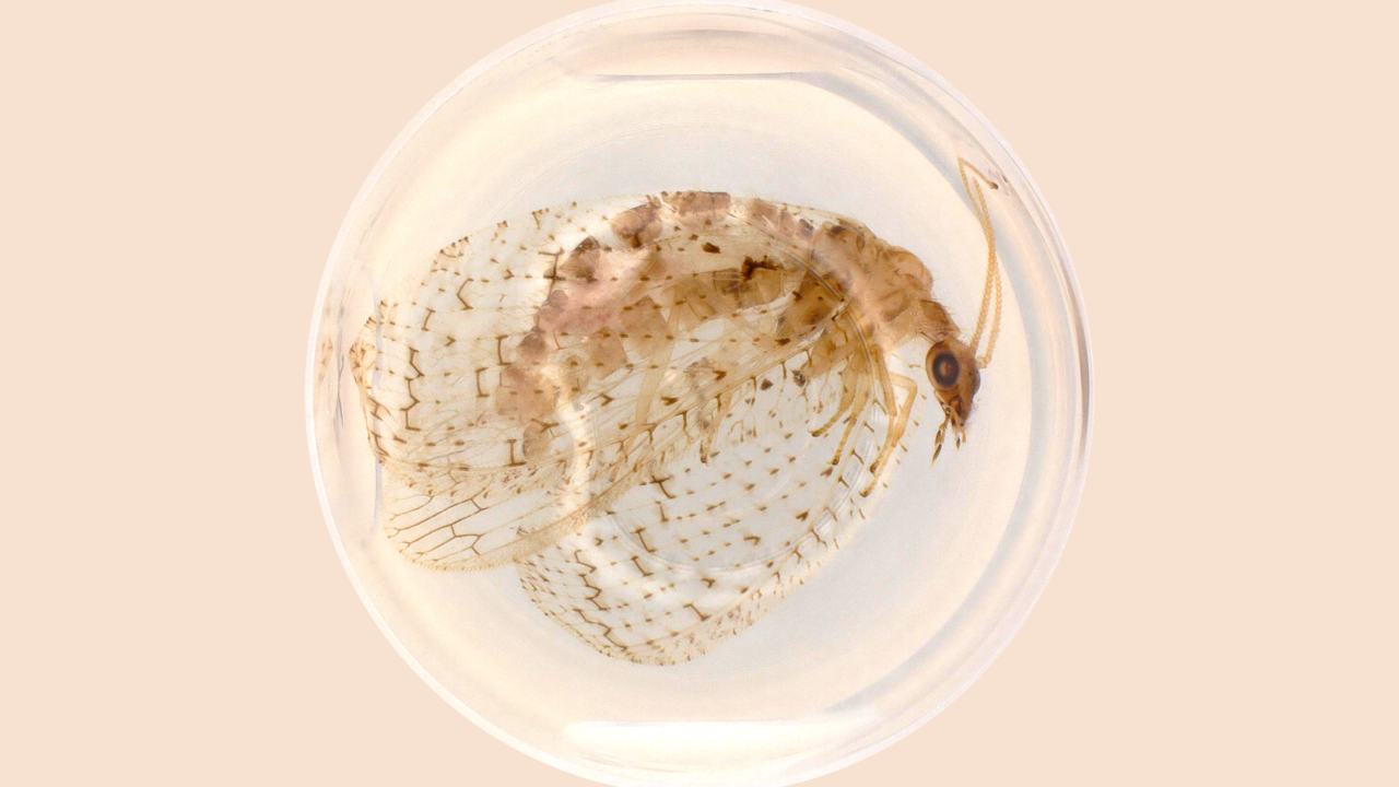 Keyence beestje met vleugels