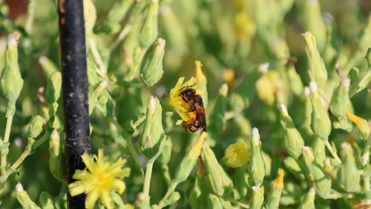 Wild bee on lettuce