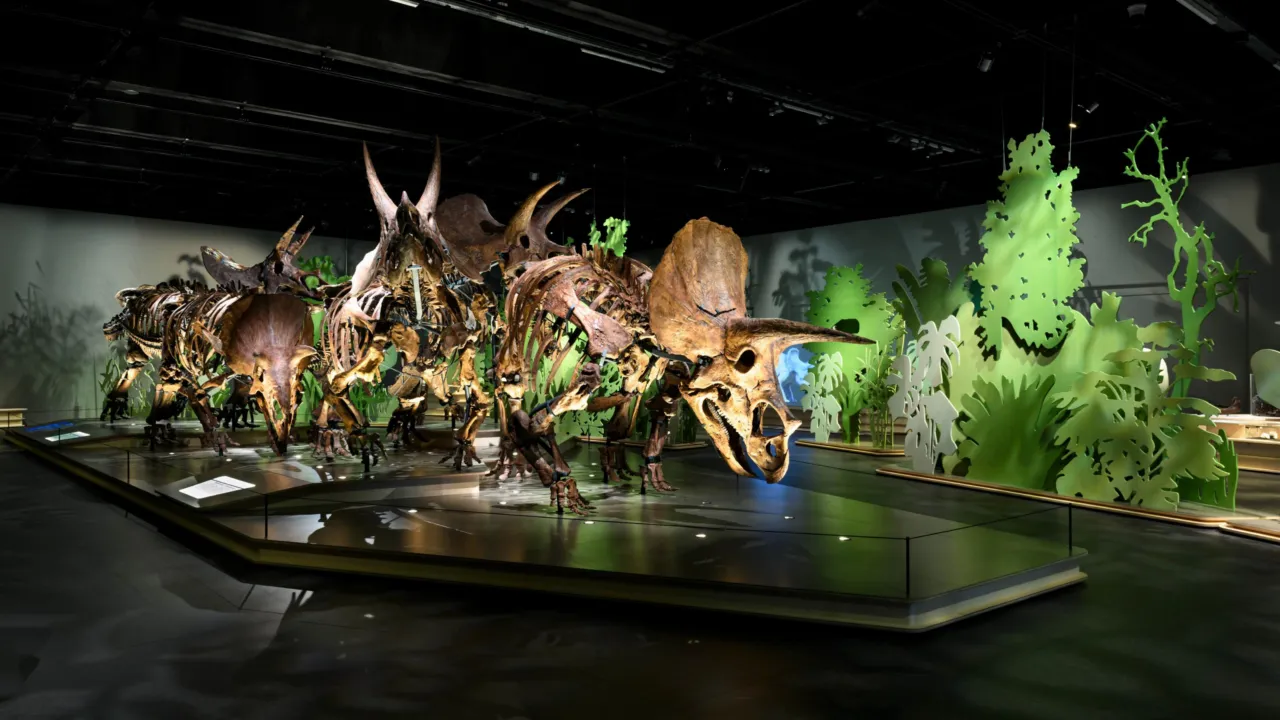 Triceratops: de kudde