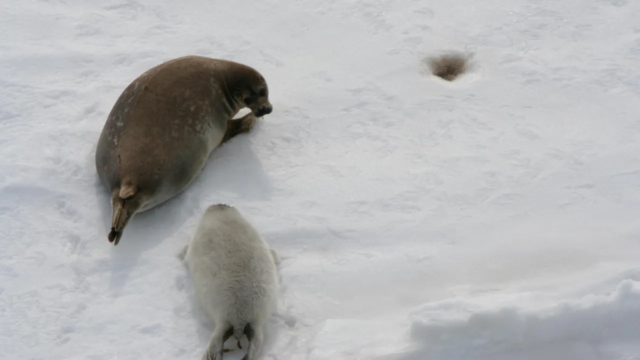 Kaspische zeehond