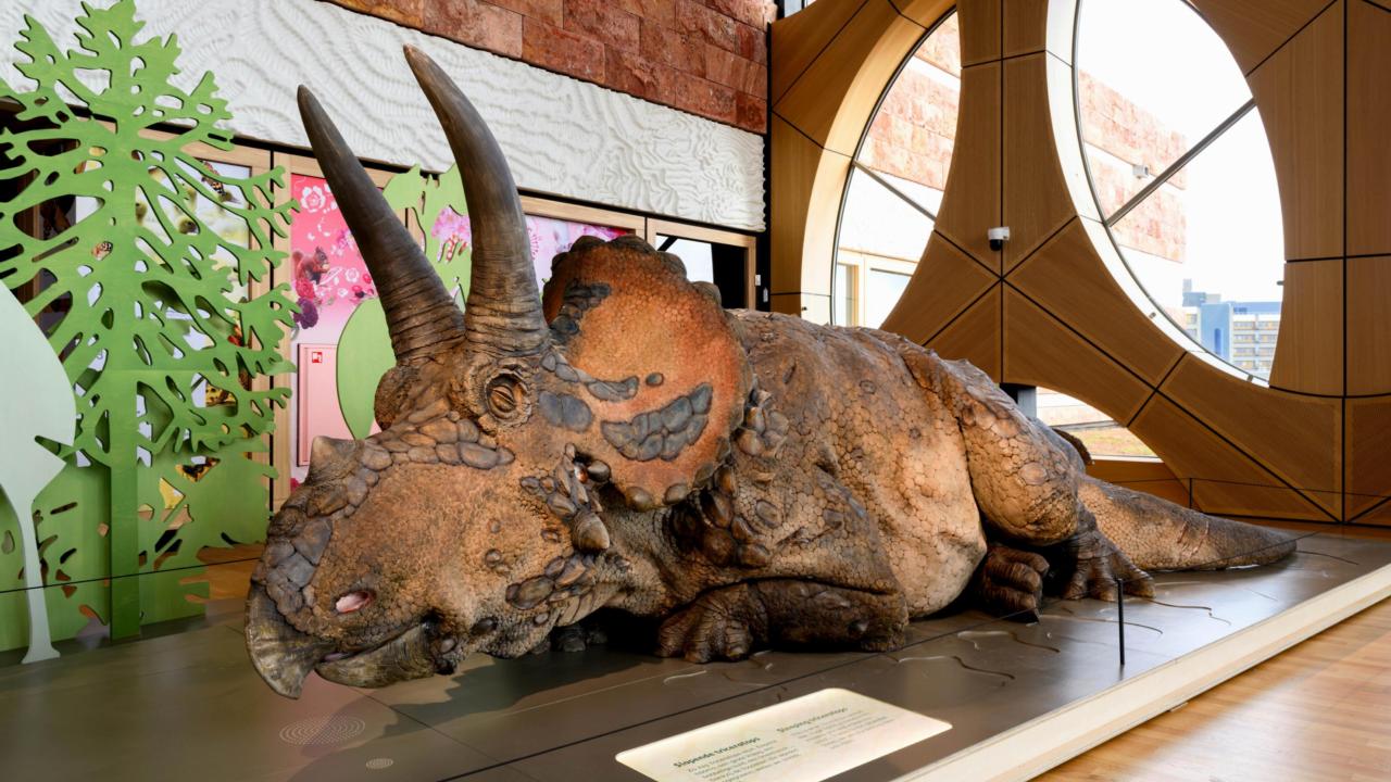 Triceratops model at Naturalis
