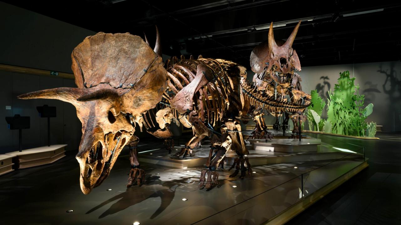 Triceratops herd at Naturalis