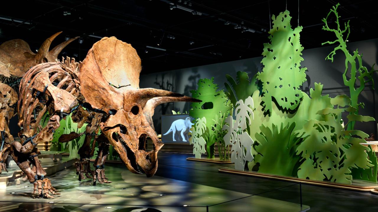 Triceratops at Naturalis
