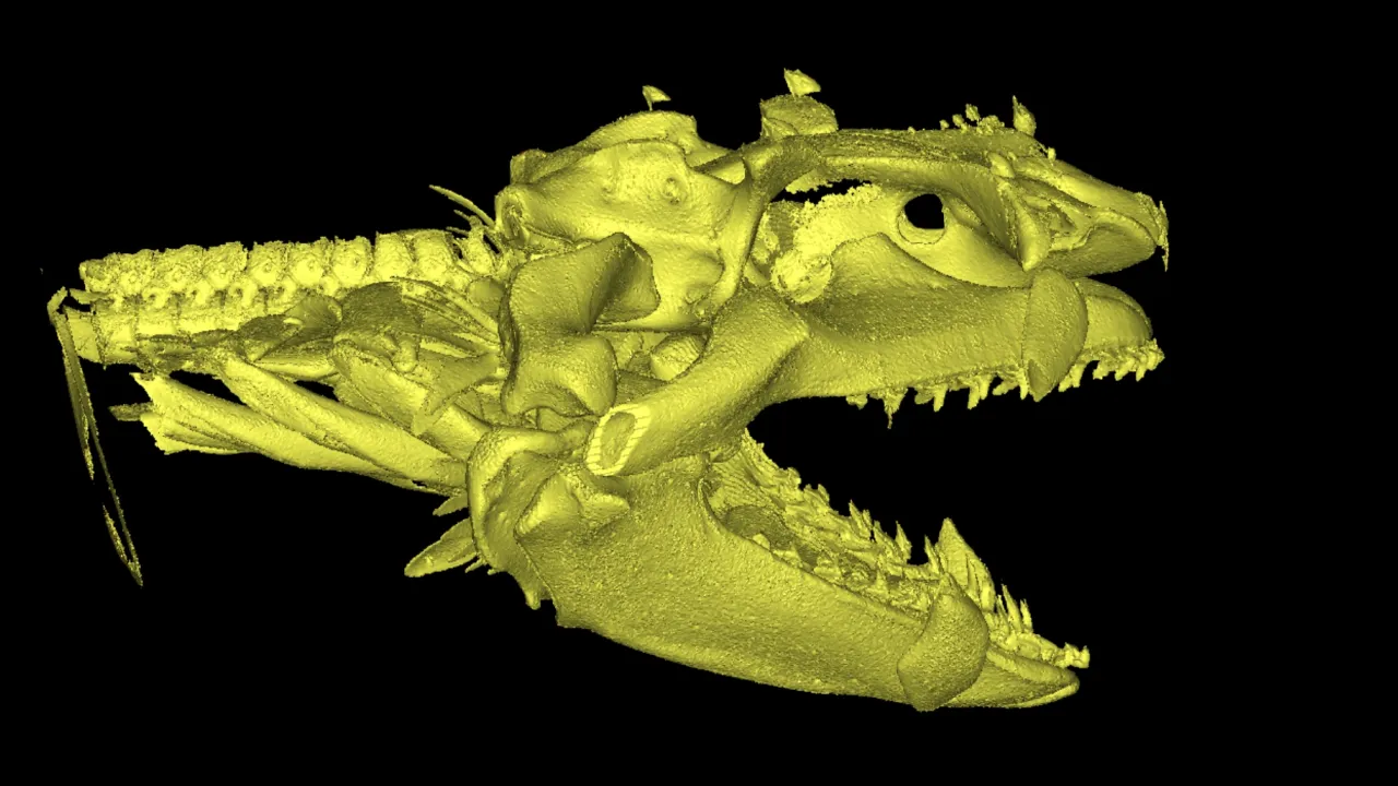 3D model of the head of an Angel shark (Squatina squatina)