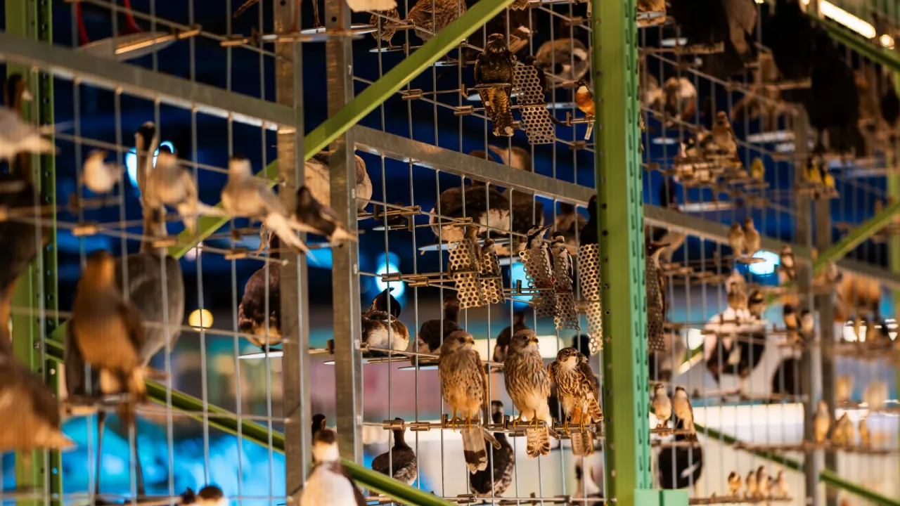 Vogels in LiveScience