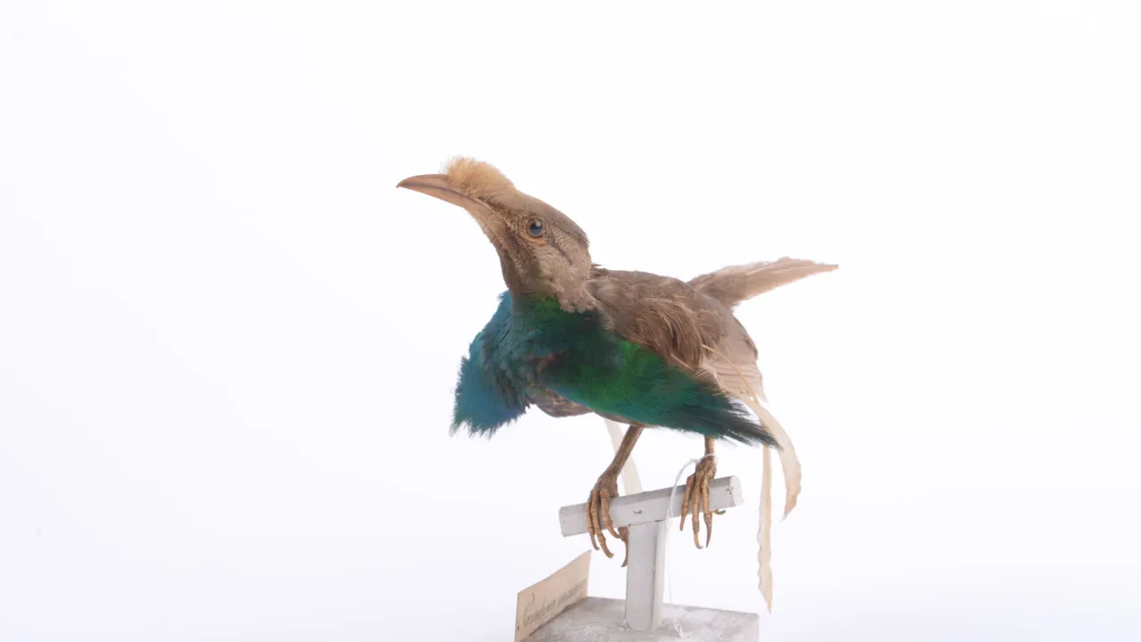 IJsvogel uit de collectie