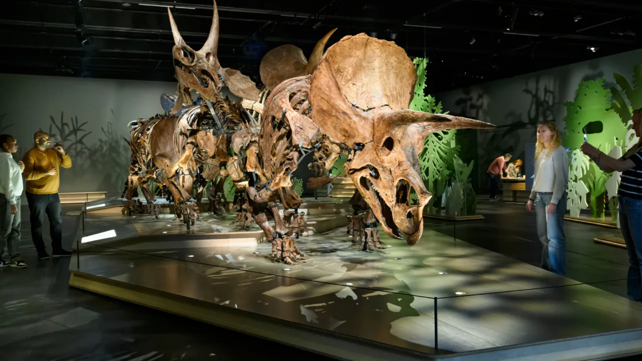 Triceratops Kudde tentoongesteld