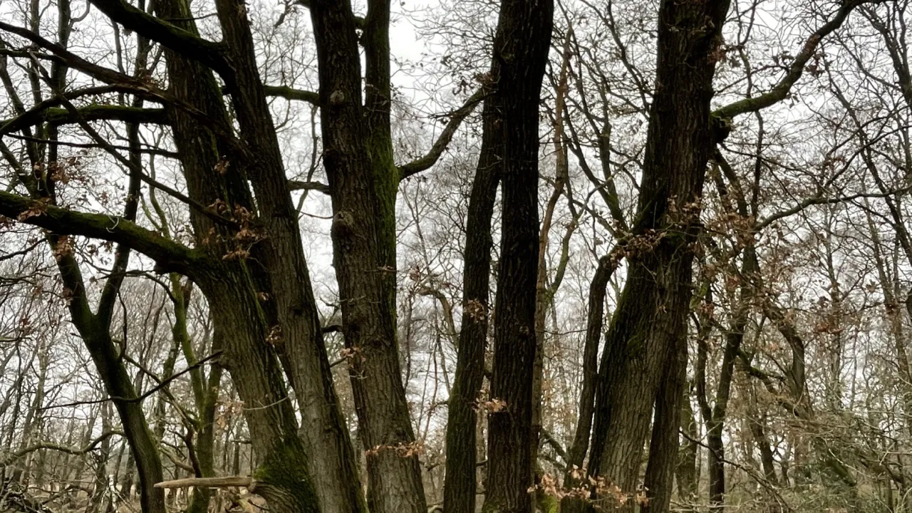 Coppiced oak tree