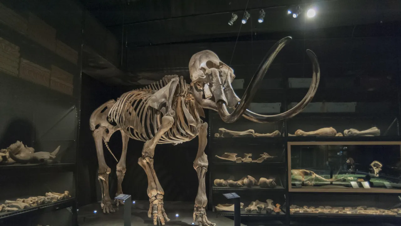 Mammoth in the ice age hall