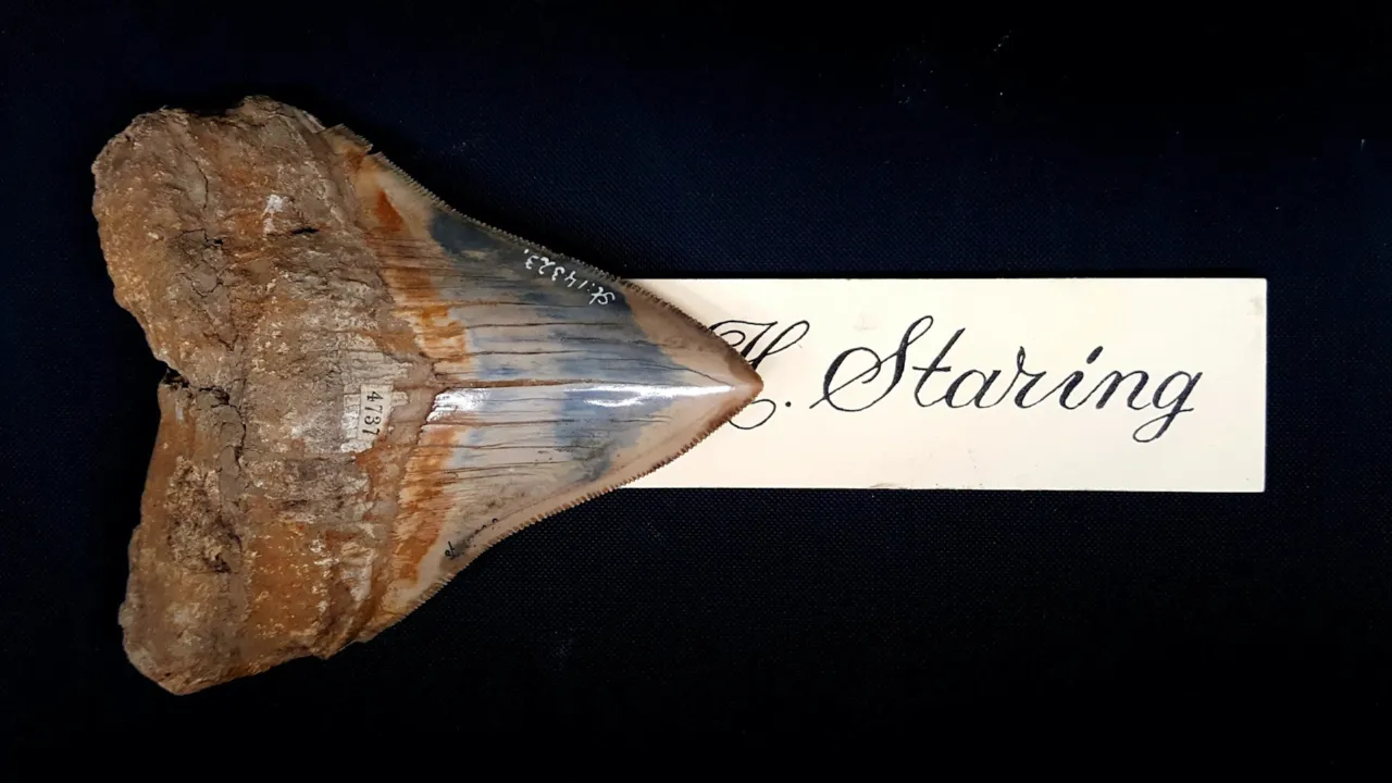 Shark tooth