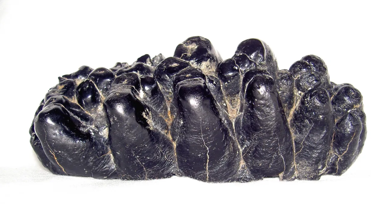Kor & Bot fossil