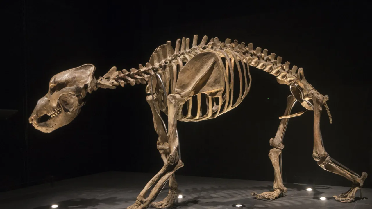 Cave bear