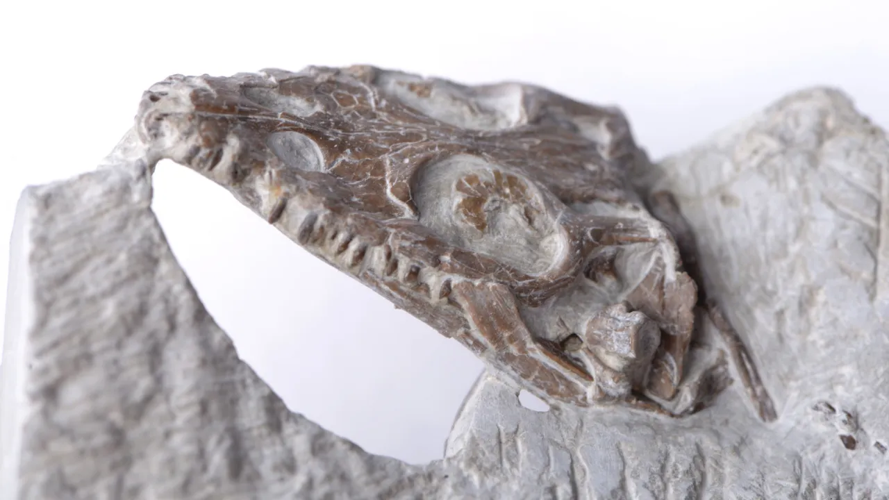 Winterswijk fossil