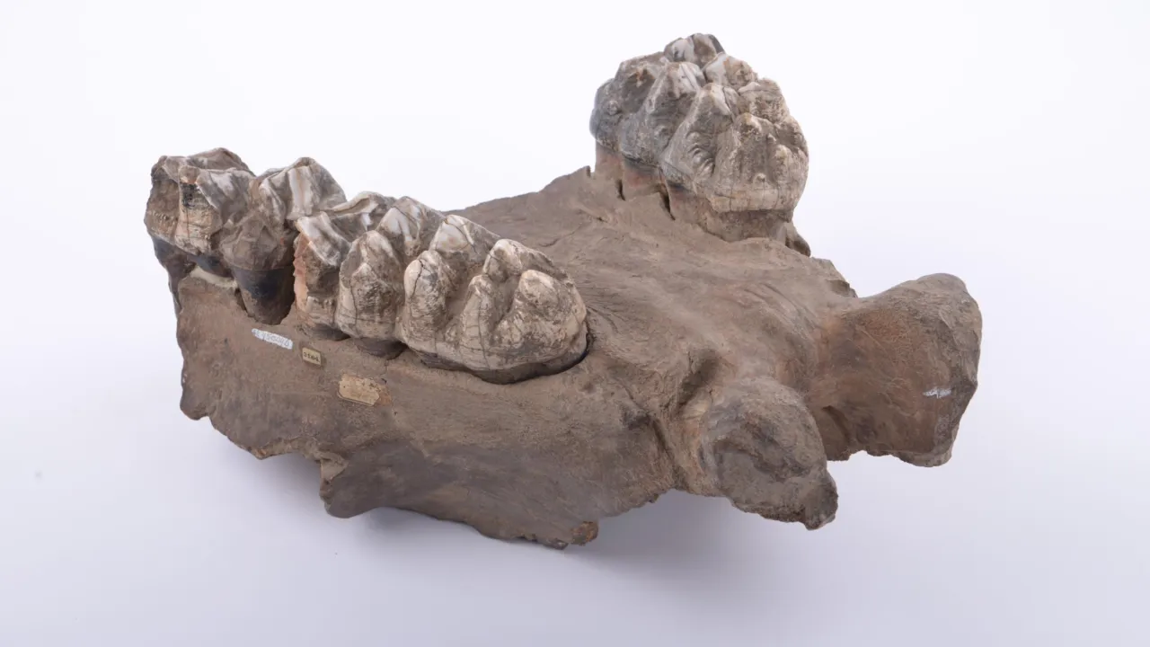 Camper fossil