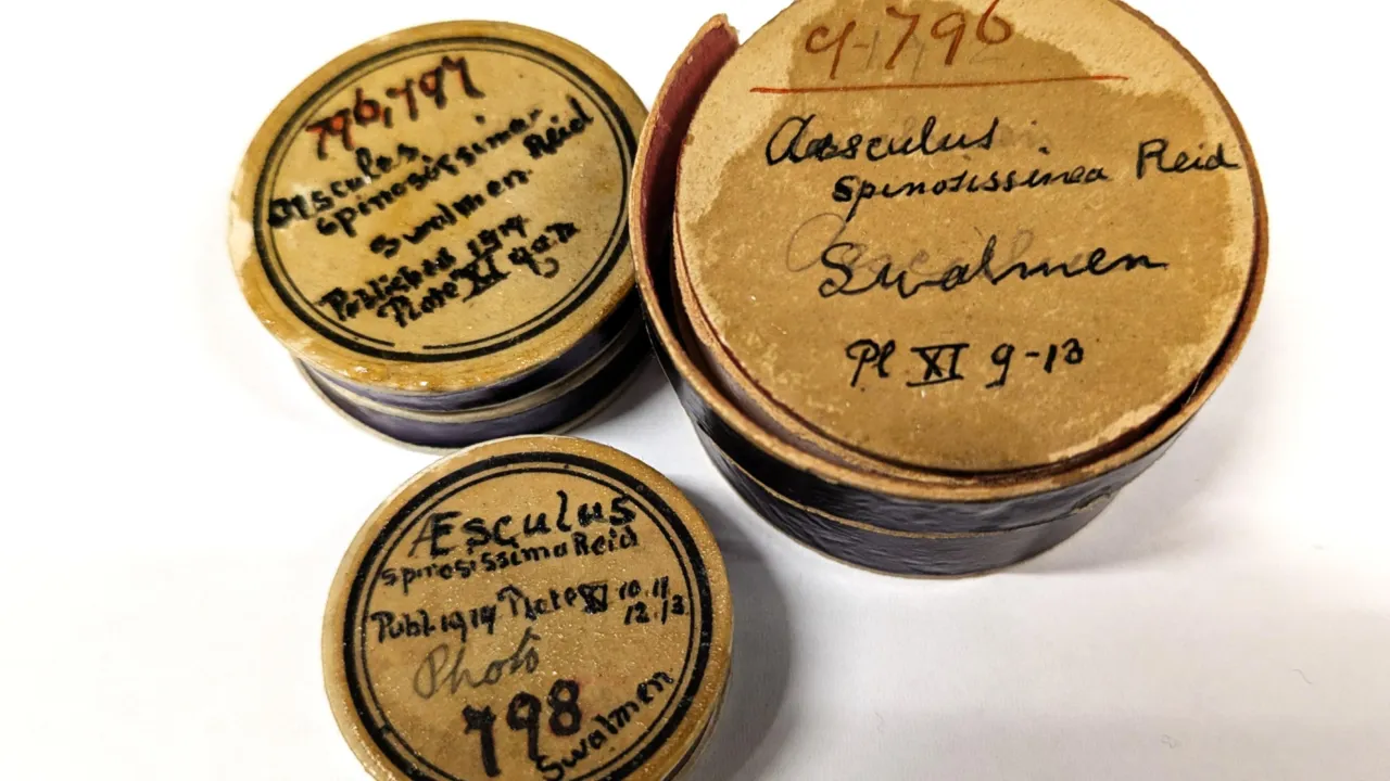 Reid seed collection