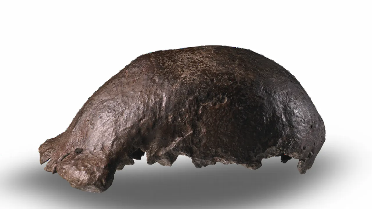 Skull cap Homo erectus
