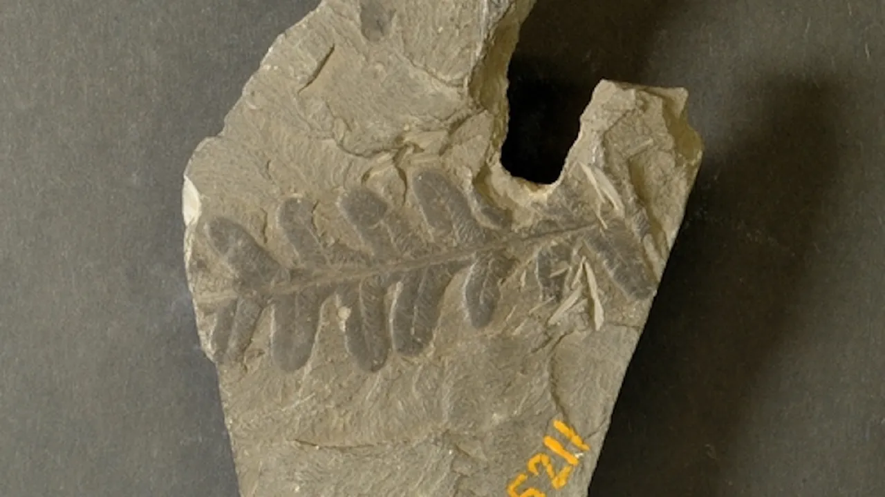 Plantfossil Jongmanscollection