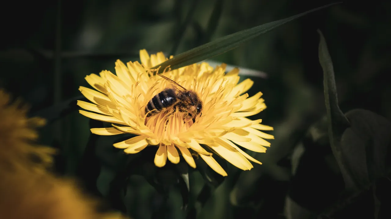 honey bee