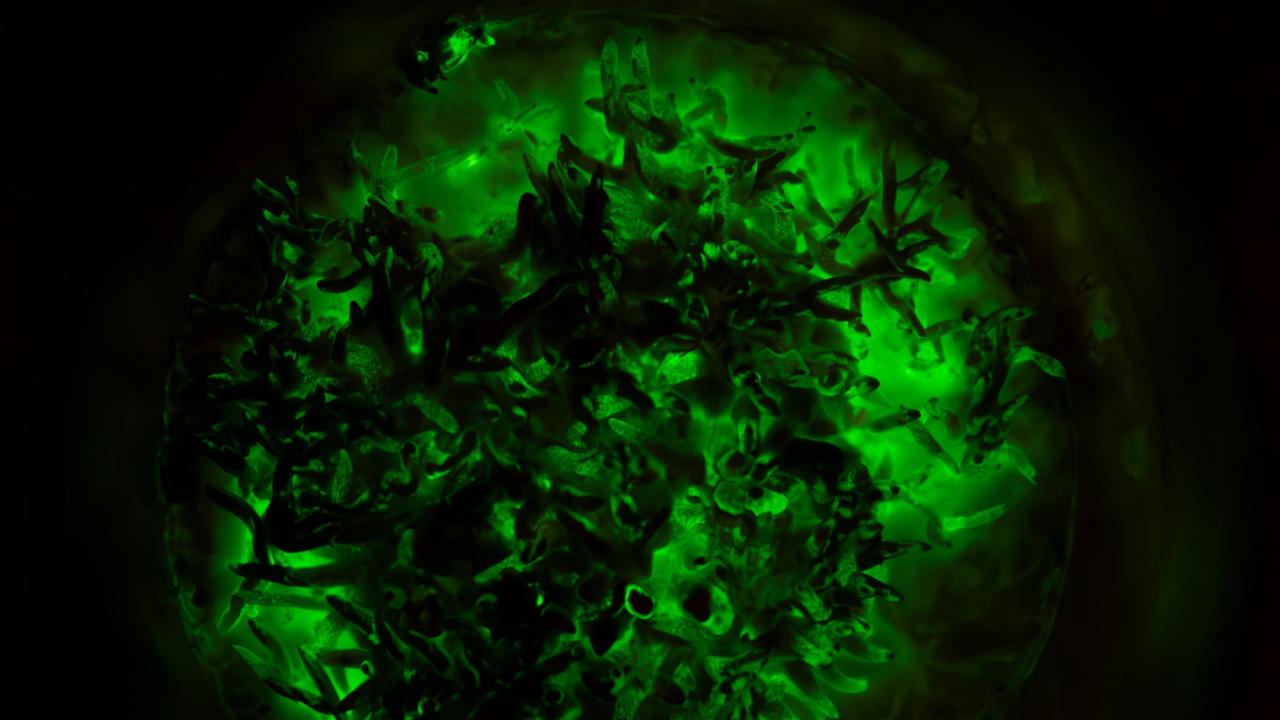 Lichtgevende paddenstoel. Credit Sam Stoof