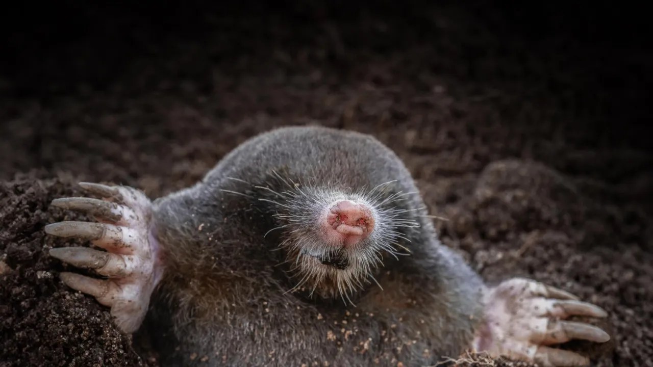 Mol Credits: Jeroen Graat