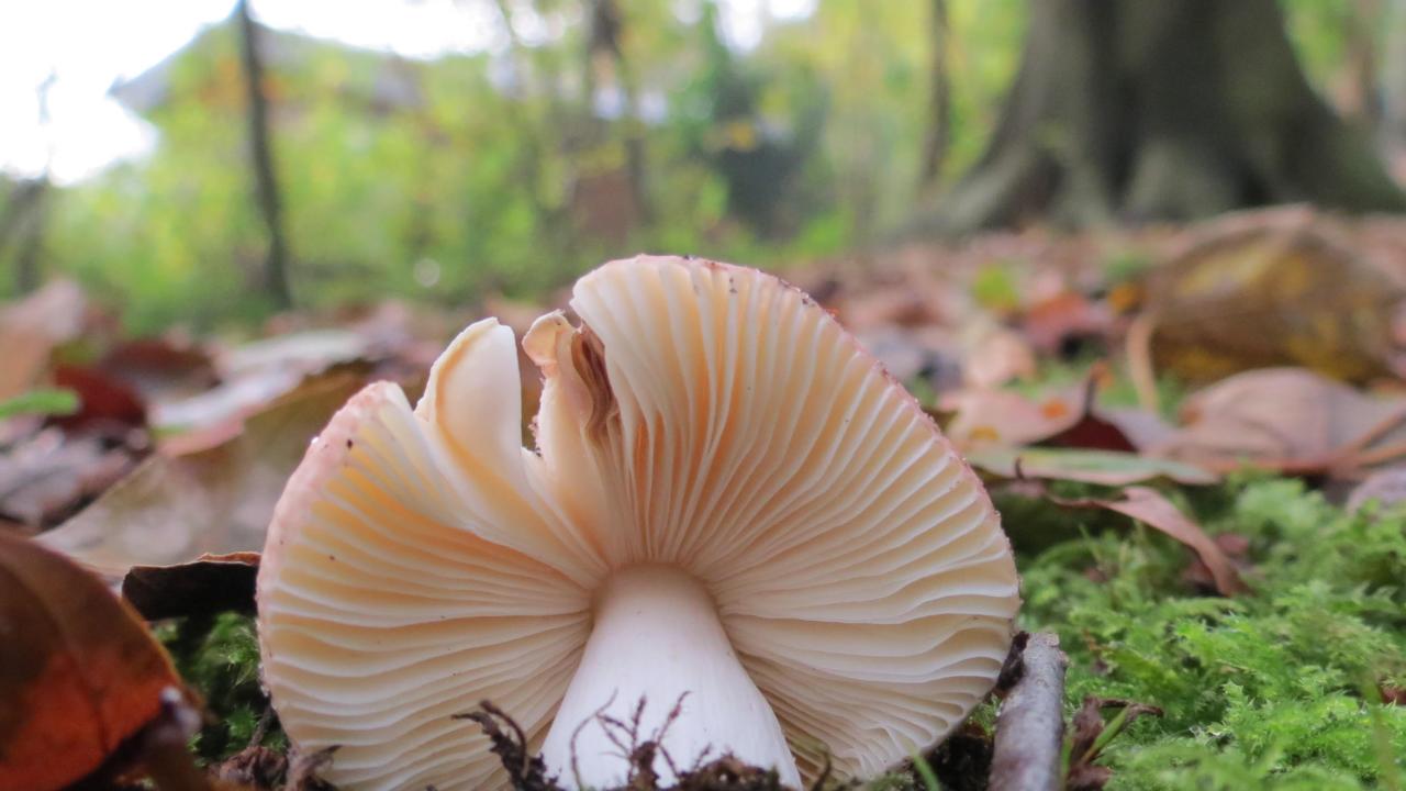 Paddenstoel vanaf de onderkant in het bos. Credits: Ian Phillips