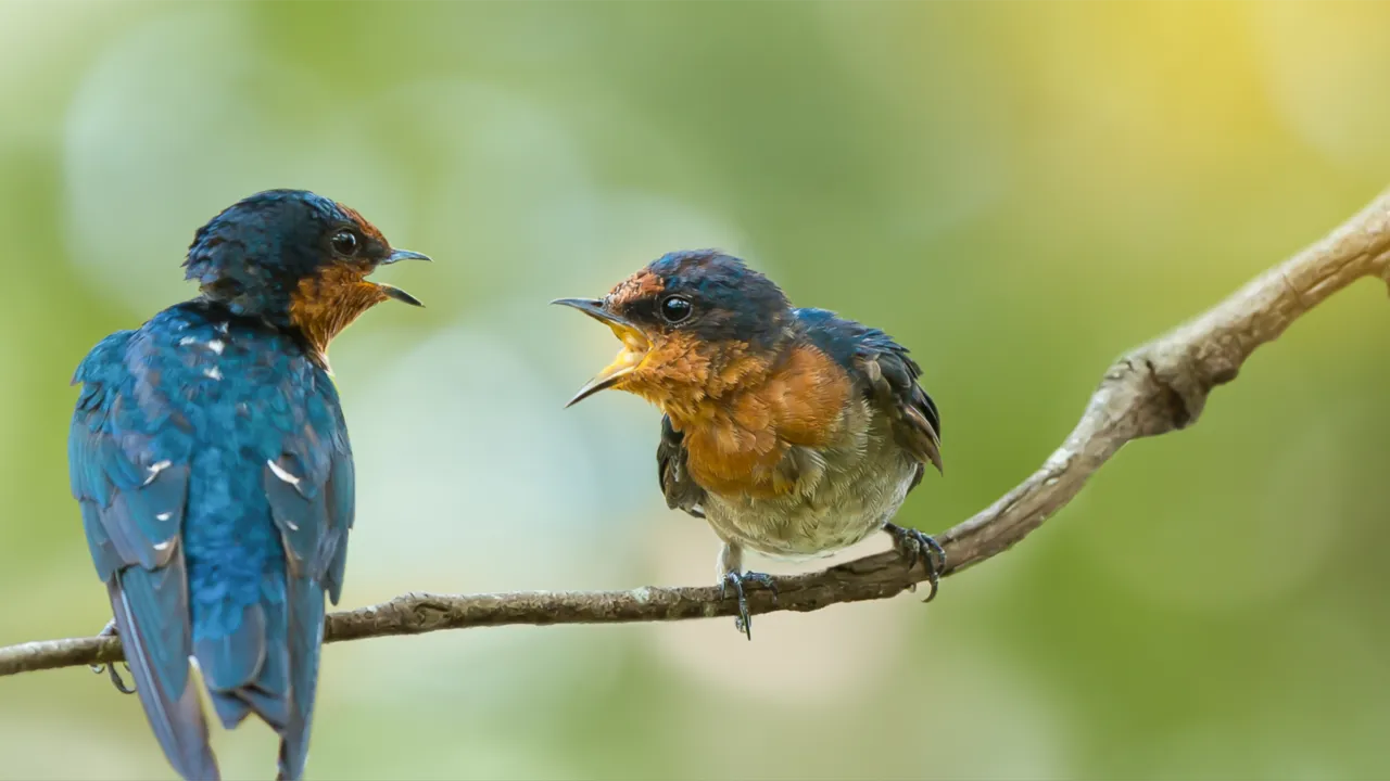 vogels op tak