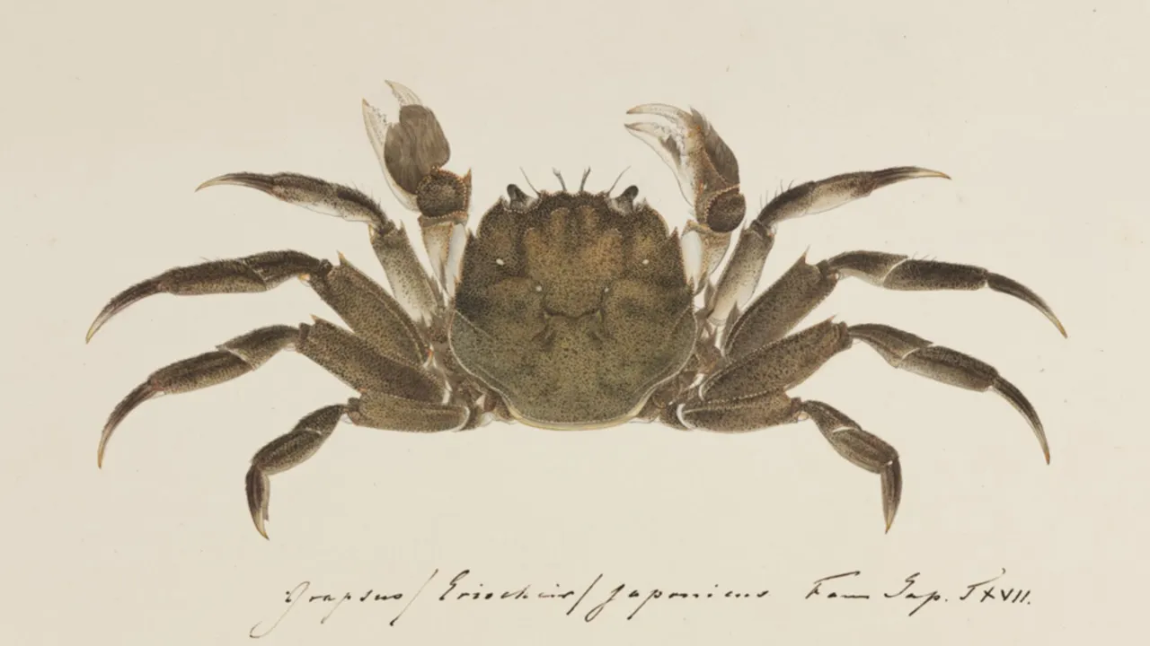 Japanse tekening van krab door Kawahara Keiga