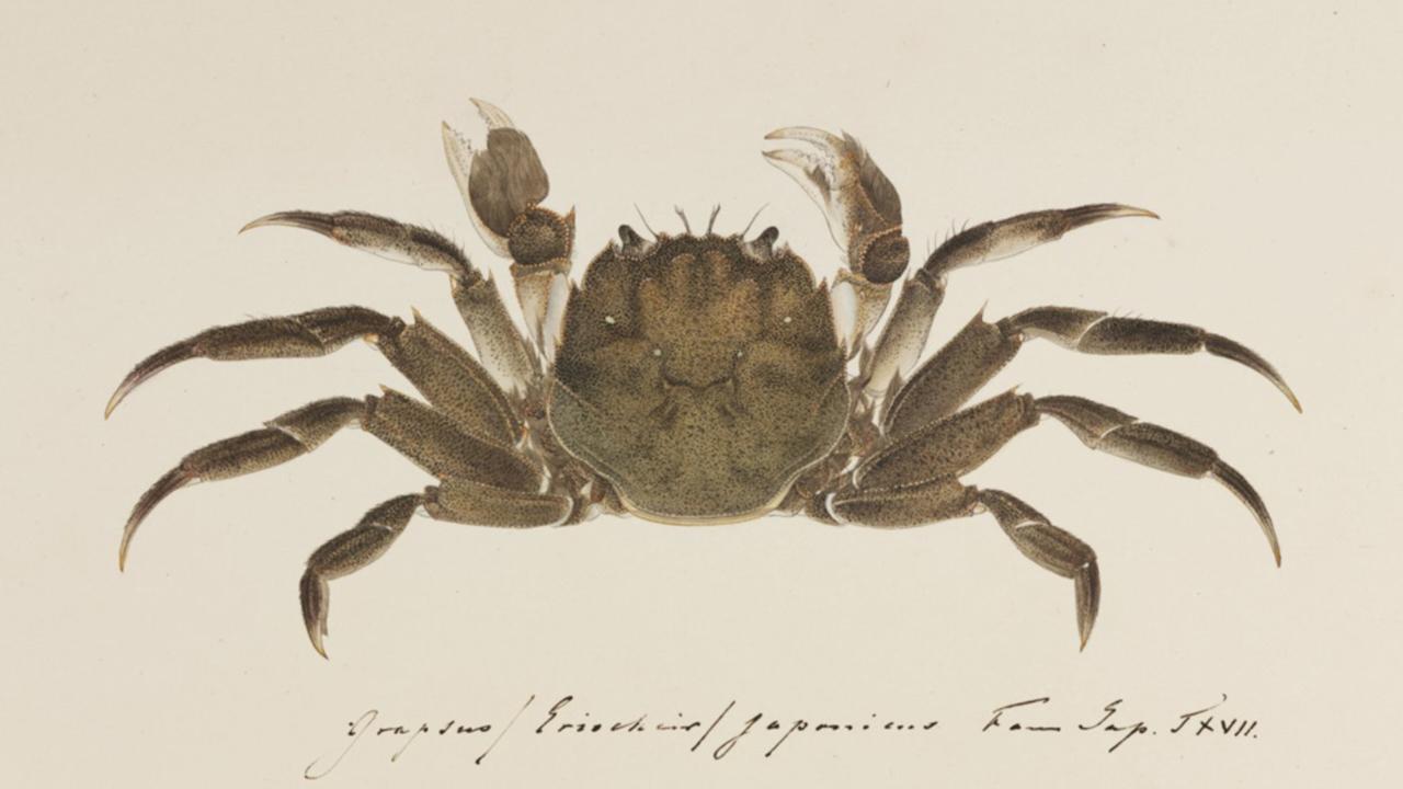 Japanese drawing of a crab by Kawahara Keiga